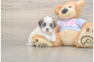 Meet Fleur - our Teddy Bear Puppy Photo  1/3 - Pilesgrove Pups Teddy Bear Puppy for Adoption