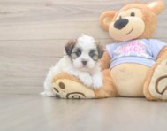 5 week old Teddy Bear Puppy For Sale - Pilesgrove Pups 5 week old Teddy Bear Puppy For Sale - Pilesgrove Pups