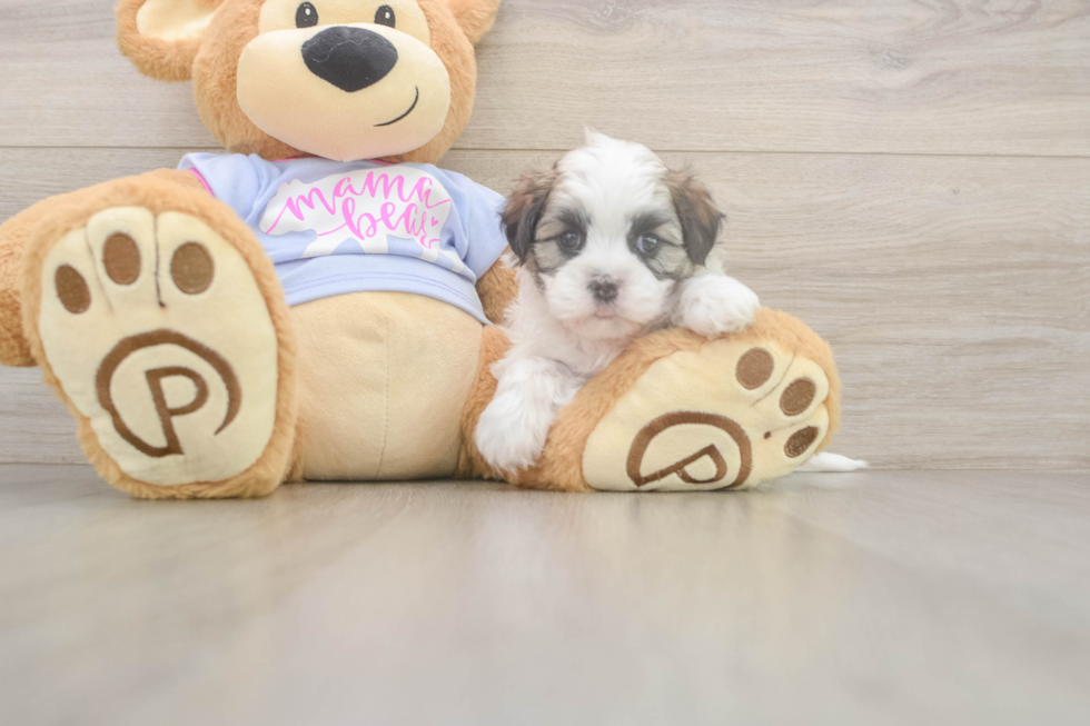 Meet Fleur - our Teddy Bear Puppy Photo  2/3 - Pilesgrove Pups Best Teddy Bear Baby