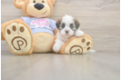 Meet Fleur - our Teddy Bear Puppy Photo  2/3 - Pilesgrove Pups Best Teddy Bear Baby