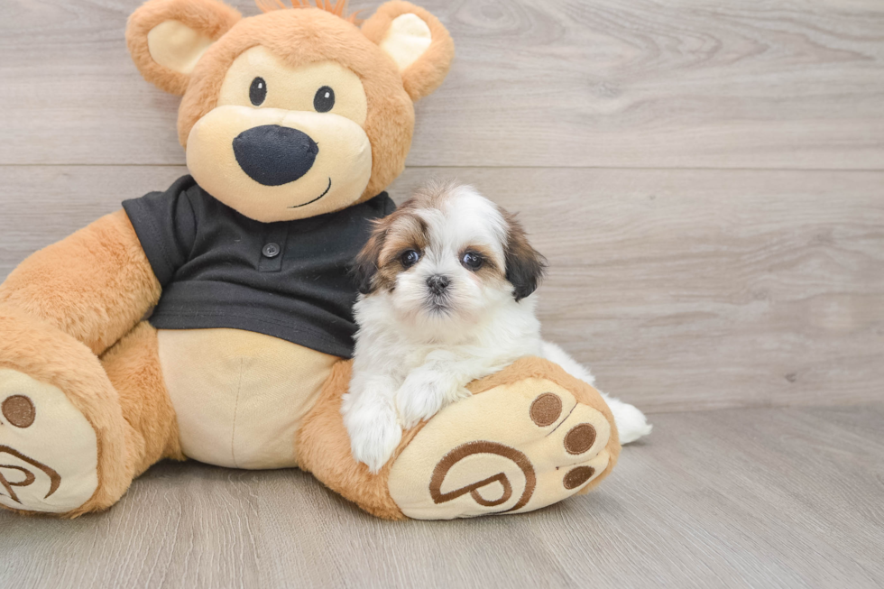 Best Teddy Bear Baby