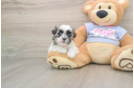 Best Teddy Bear Baby