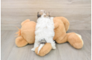 Teddy Bear Puppy for Adoption