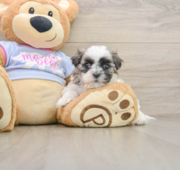 6 week old Teddy Bear Puppy For Sale - Pilesgrove Pups
