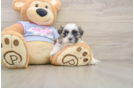 Best Teddy Bear Baby