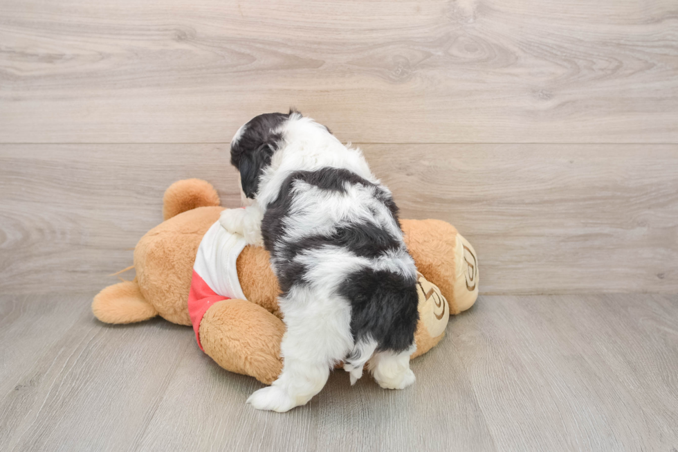 Small Teddy Bear Baby