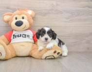 8 week old Teddy Bear Puppy For Sale - Pilesgrove Pups