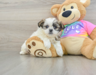 9 week old Teddy Bear Puppy For Sale - Pilesgrove Pups