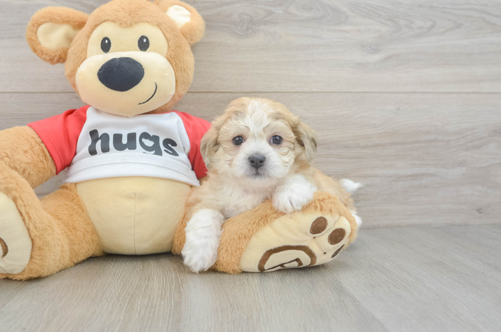 6 week old Teddy Bear Puppy For Sale - Pilesgrove Pups