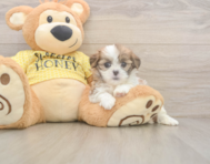 6 week old Teddy Bear Puppy For Sale - Pilesgrove Pups