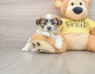 6 week old Teddy Bear Puppy For Sale - Pilesgrove Pups