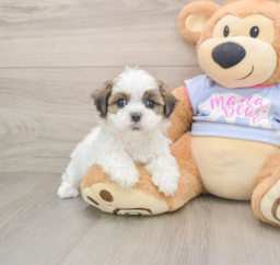 6 week old Teddy Bear Puppy For Sale - Pilesgrove Pups