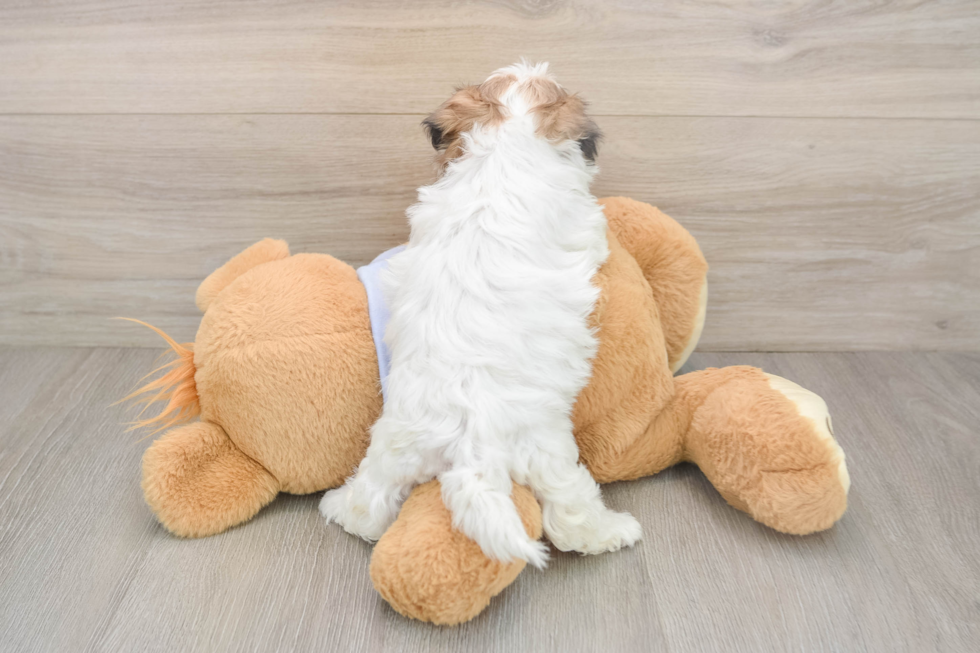 Petite Teddy Bear Designer Pup