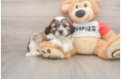Teddy Bear Pup Being Cute