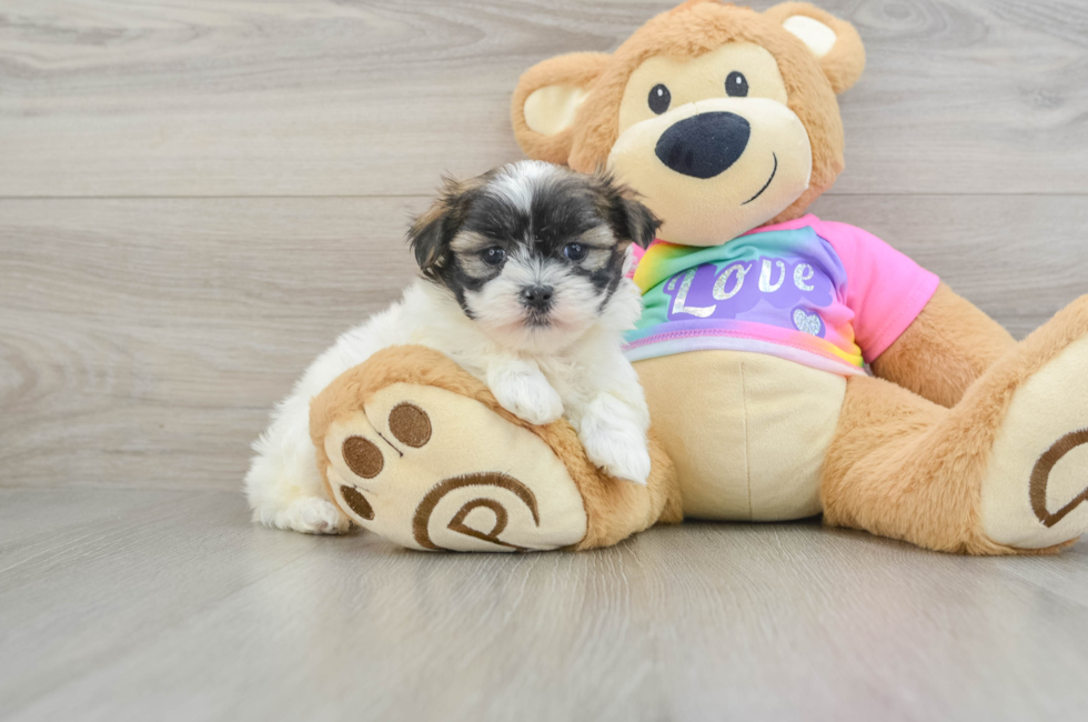 6 week old Teddy Bear Puppy For Sale - Pilesgrove Pups