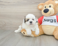 7 week old Teddy Bear Puppy For Sale - Pilesgrove Pups