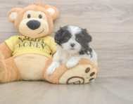 6 week old Teddy Bear Puppy For Sale - Pilesgrove Pups