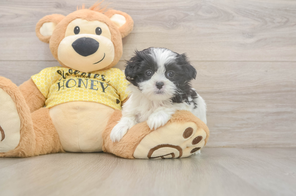 5 week old Teddy Bear Puppy For Sale - Pilesgrove Pups