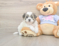 6 week old Teddy Bear Puppy For Sale - Pilesgrove Pups