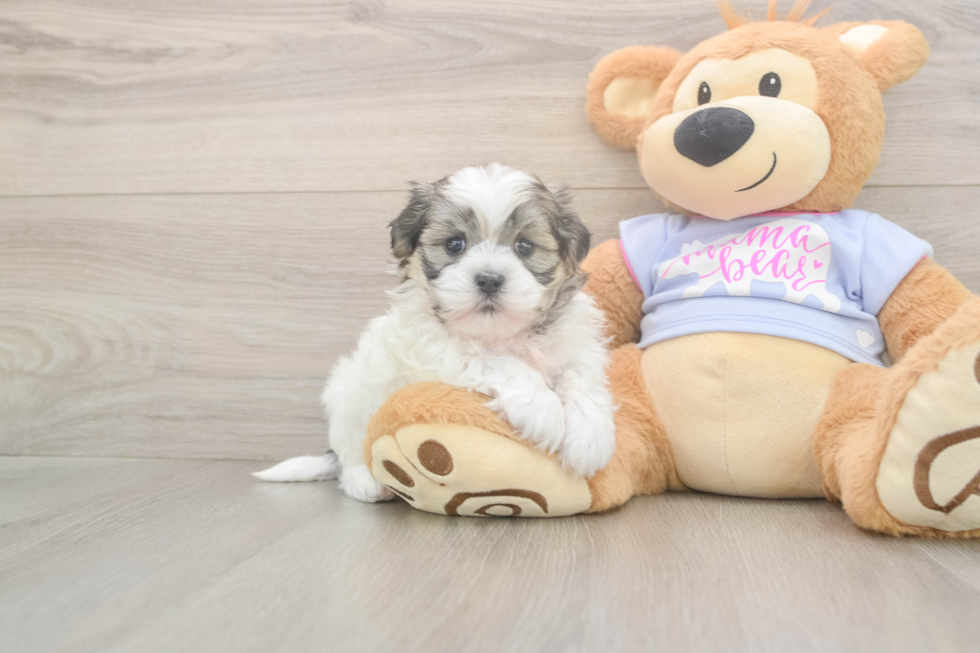 Meet Flossie - our Teddy Bear Puppy Photo  1/3 - Pilesgrove Pups Adorable Shi Chon Designer Puppy