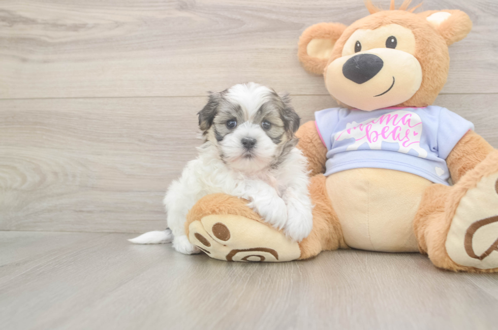 5 week old Teddy Bear Puppy For Sale - Pilesgrove Pups