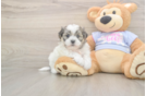 Meet Flossie - our Teddy Bear Puppy Photo  1/3 - Pilesgrove Pups Adorable Shi Chon Designer Puppy