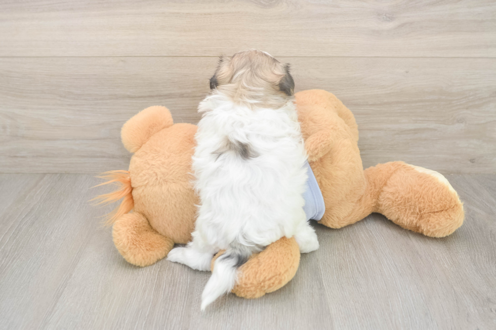 Meet Flossie - our Teddy Bear Puppy Photo  3/3 - Pilesgrove Pups Teddy Bear Puppy for Adoption