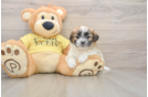 Teddy Bear Puppy for Adoption