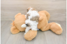 Happy Teddy Bear Baby