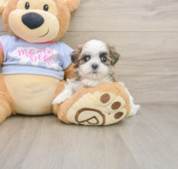 7 week old Teddy Bear Puppy For Sale - Pilesgrove Pups