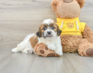 7 week old Teddy Bear Puppy For Sale - Pilesgrove Pups