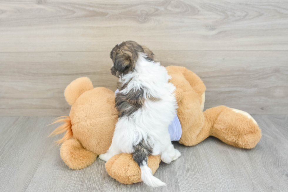 Teddy Bear Pup Being Cute