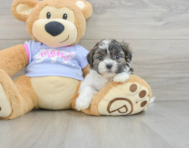 8 week old Teddy Bear Puppy For Sale - Pilesgrove Pups