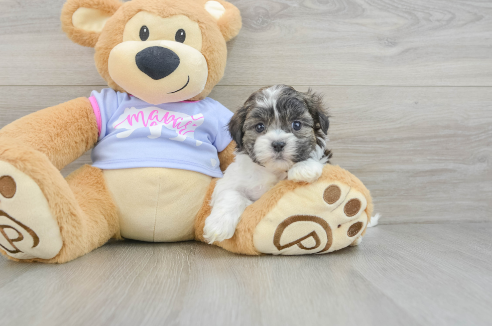 6 week old Teddy Bear Puppy For Sale - Pilesgrove Pups