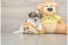 Best Teddy Bear Baby