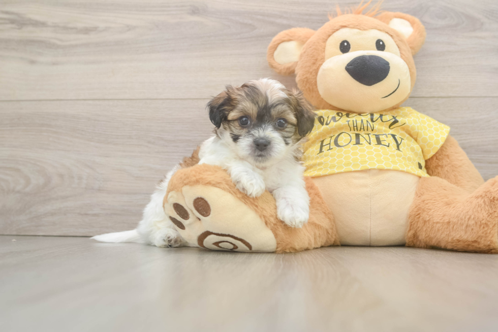 Best Teddy Bear Baby