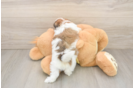 Teddy Bear Puppy for Adoption
