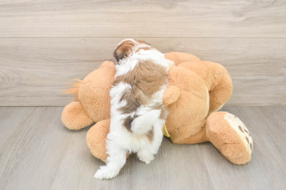 Teddy Bear Puppy for Adoption
