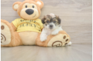 Teddy Bear Pup Being Cute