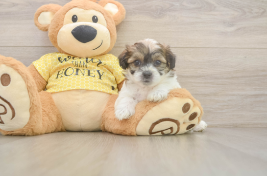 Teddy Bear Pup Being Cute