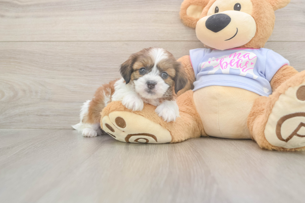 Meet Galaxy - our Teddy Bear Puppy Photo  1/3 - Pilesgrove Pups Hypoallergenic Shi Chon Designer Puppy