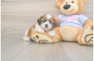 Meet Galaxy - our Teddy Bear Puppy Photo  1/3 - Pilesgrove Pups Hypoallergenic Shi Chon Designer Puppy