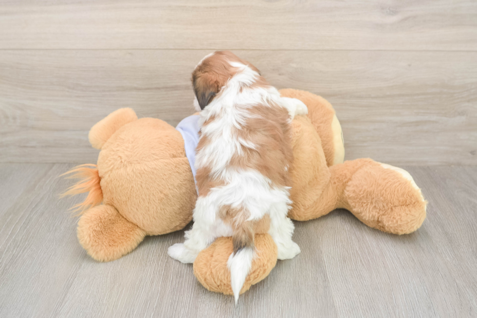 Meet Galaxy - our Teddy Bear Puppy Photo  3/3 - Pilesgrove Pups Best Teddy Bear Baby