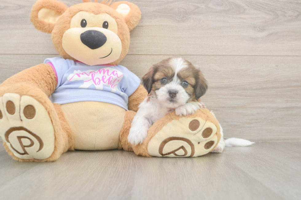 Meet Galaxy - our Teddy Bear Puppy Photo  2/3 - Pilesgrove Pups Teddy Bear Pup Being Cute