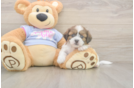 Meet Galaxy - our Teddy Bear Puppy Photo  2/3 - Pilesgrove Pups Teddy Bear Pup Being Cute