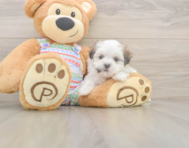 5 week old Teddy Bear Puppy For Sale - Pilesgrove Pups