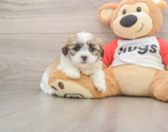 8 week old Teddy Bear Puppy For Sale - Pilesgrove Pups