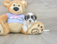 8 week old Teddy Bear Puppy For Sale - Pilesgrove Pups