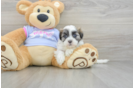 Smart Teddy Bear Designer Pup