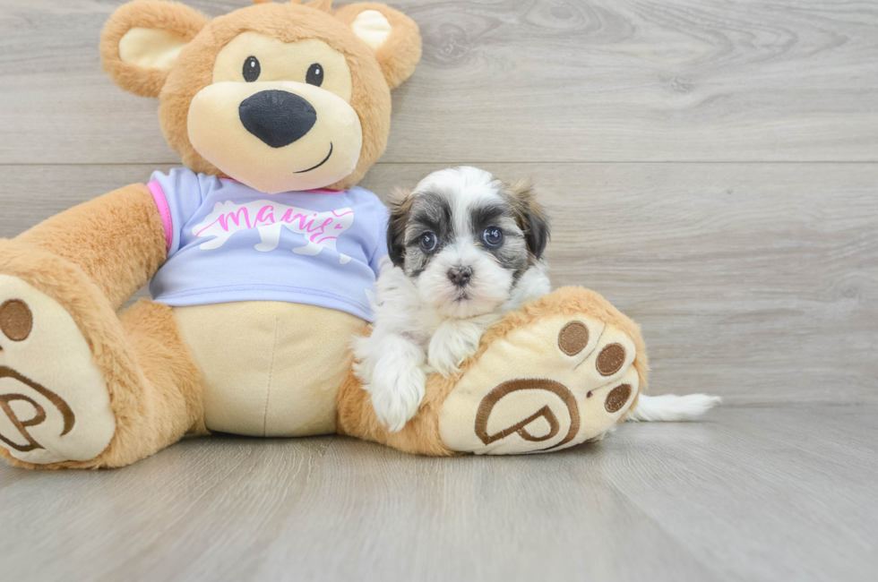 6 week old Teddy Bear Puppy For Sale - Pilesgrove Pups